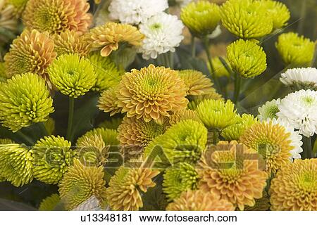 petal, plant, close-up, wild, growth, life View Large Photo Image Stock Image - petal, plant, close-up, wild, growth, life. Fotosearch