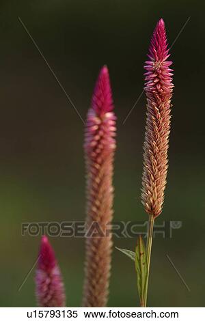 produce, agriculture, season, field, raise, farm View Large Photo Image Stock Photography - produce, agriculture, season, field, raise, farm. Fotosearch