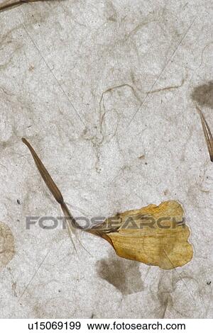 Stock Photo - background, artistic, pattern, dry flowers, appearance, art. Fotosearch