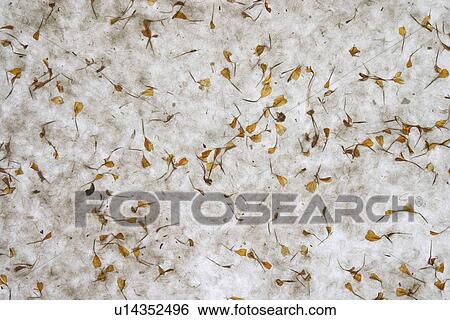 background, artistic, pattern, dry flowers, appearance, art View Large Photo Image Stock Photograph - background, artistic, pattern, dry flowers, appearance, art. Fotosearch