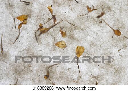 Stock Photograph - background, artistic, pattern, dry flowers, appearance, art. Fotosearch
