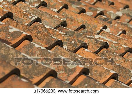 Brown, Close-Up, Full Frame, In A Row View Large Photo Image Stock Image - Brown, Close-Up, Full Frame, In A Row. Fotosearch