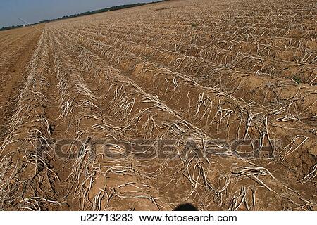 Stock Image - field, cultivated, outdoors, daytime, barren, arid. Fotosearch