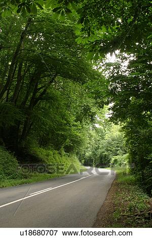 Stock Photo - Day, Expanse, Flora, Foliage, Forest. Fotosearch