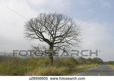 Stock Photography - outdoors, foliage. Fotosearch