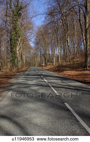 林蔭大道 遠景 方式 路徑 路 自然種類最齊全的圖像 U Fotosearch