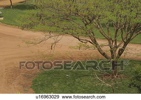 climate, condition, cultivated View Large Photo Image Stock Photo - climate, condition, cultivated. Fotosearch