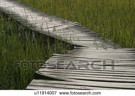 Stock Photo - crops, vegetation, wild, bridge, walkway, path. Fotosearch