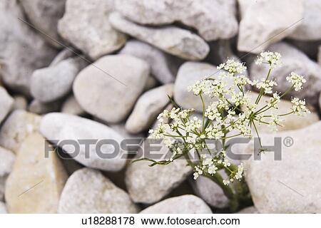 Close-Up, Heap, Hard, Flower, Abundance View Large Photo Image Stock Photo - Close-Up, Heap, Hard, Flower, Abundance. Fotosearch
