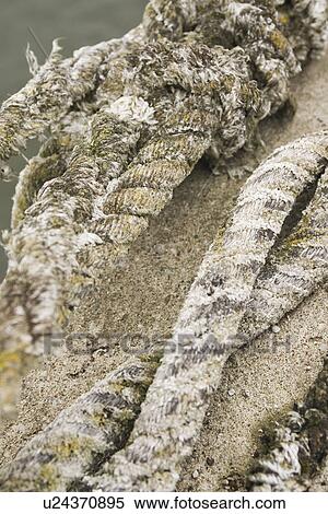 Stock Photography - Breaking, Close-Up, Coil, Dock, Fibers. Fotosearch