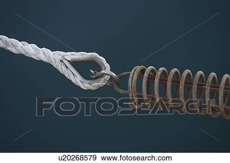 Stock Photo - Clam, Coiled, Close-Up, Attached. Fotosearch