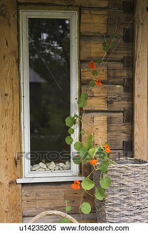 Basket, Cabin, Close-Up, Cottage, Creeper View Large Photo Image Stock Photography - Basket, Cabin, Close-Up, Cottage, Creeper. Fotosearch
