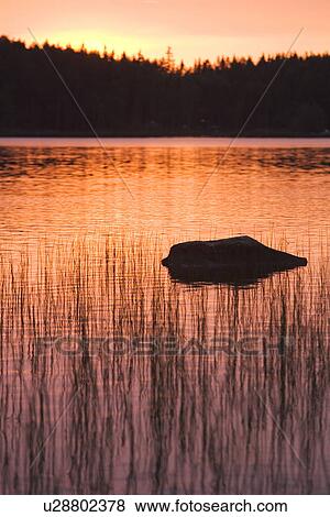 Stock Photo - Calm, Coast, Dawn, Dusk, Grass. Fotosearch