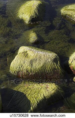 Stock Photo - Coast, Day, Flow, Green, Mossy. Fotosearch