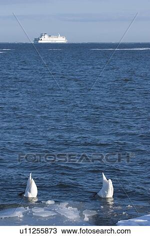 Aquatic Bird, Bird, Beak, Aquatic View Large Photo Image Stock Image - Aquatic Bird, Bird, Beak, Aquatic. Fotosearch