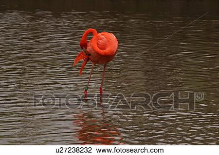 Stock Image - bird, aves, plumage, Flamingo, red, web footed. Fotosearch