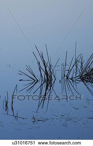 Stock Image - Blue, Dark, Dusk, Lake. Fotosearch