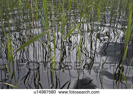 Stock Image - Close-Up, Environment, Flora, Lake. Fotosearch