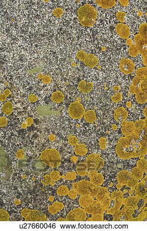 Stock Photograph - Background, Close-Up, Metamorphic, Moss, Mottled. Fotosearch