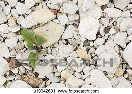Stock Image - Close-Up, Day, Hard, Hues. Fotosearch