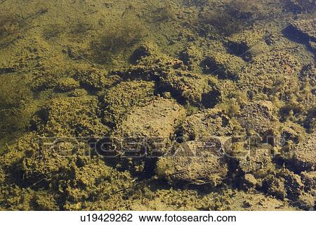 Stock Image - Pattern, Texture. Fotosearch
