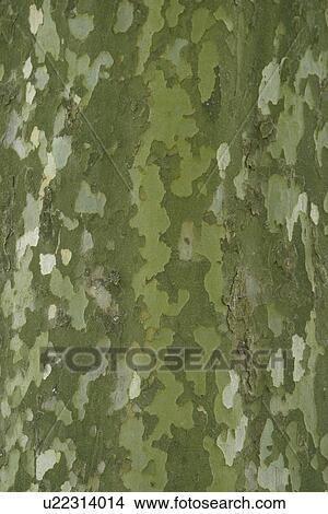 Picture - texture, surface, stone, rock, slab, appearance. Fotosearch