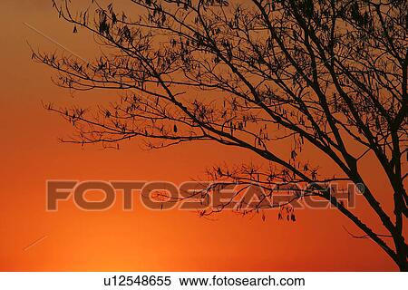 blossom, branches, amber View Large Photo Image Stock Photography - blossom, branches, amber. Fotosearch