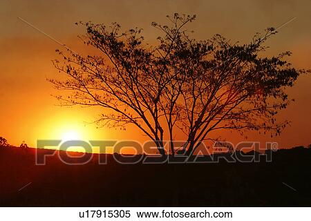 blossom, branches, amber View Large Photo Image Stock Photography - blossom, branches, amber. Fotosearch