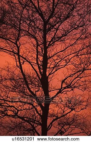 Stock Image - sky, sunset, dusk, dawn, sunrise, dark. Fotosearch