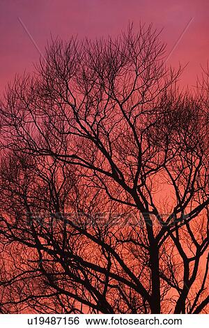sky, sunset, dusk, dawn, sunrise, dark View Large Photo Image Stock Photograph - sky, sunset, dusk, dawn, sunrise, dark. Fotosearch