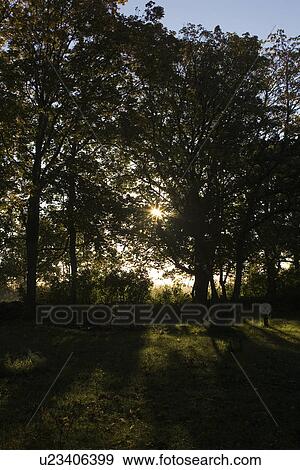 Stock Photo - Back Lit, Behind, Blue, Branch, Clear Sky. Fotosearch