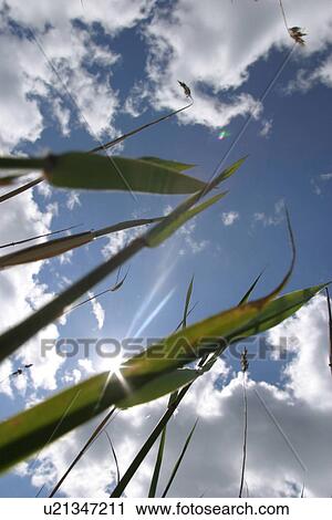 cultivation, grain, produce, lawn, agriculture, wheat View Large Photo Image Stock Image - cultivation, grain, produce, lawn, agriculture, wheat. Fotosearch