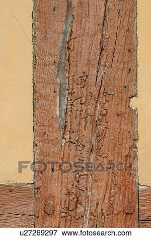 Stock Photo - Close-Up, Wood. Fotosearch