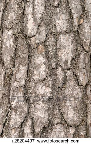 Stock Photo - cracks, old, cracked, tree, tree bark, bark. Fotosearch