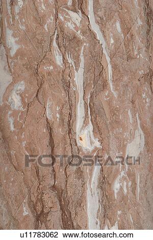 detail, geology, metamorphic, rock, mottled, rough View Large Photo Image Stock Image - detail, geology, metamorphic, rock, mottled, rough. Fotosearch