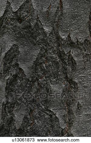 texture, background, tree, bark, outdoors, wood View Large Photo Image Stock Image - texture, background, tree, bark, outdoors, wood. Fotosearch