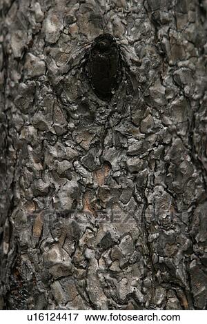 Stock Photo - texture, background, tree, bark, outdoors, wood. Fotosearch