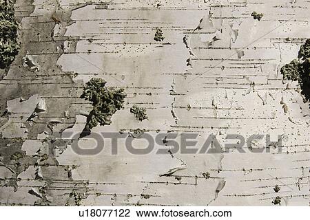Background, Cracks, Flake Off, Irregular View Large Photo Image Stock Image - Background, Cracks, Flake Off, Irregular. Fotosearch