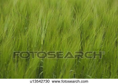 Close-Up, Crop, Day, Field, Full Frame View Large Photo Image Stock Image - Close-Up, Crop, Day, Field, Full Frame. Fotosearch