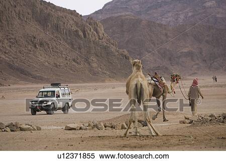 Barren, Casual Clothing, Car, Camel, Arid Climate View Large Photo Image Stock Photography - Barren, Casual Clothing, Car, Camel, Arid Climate. Fotosearch