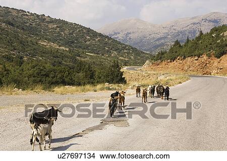 Picture - Cloud, Day, Dirt Road, Goat, Greenery. Fotosearch