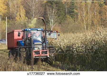 Stock Photo - Corn, Day, Cultivated, Crop, Agricultural Equipment. Fotosearch