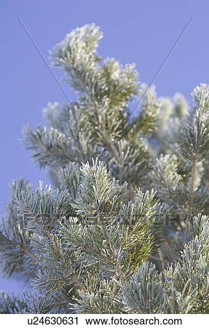 Stock Image - Blue, Branch, Clear Sky, Close-Up, Day. Fotosearch