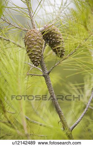 Stock Photo - Branch, Close-Up, Coniferous Tree, Day, Evergreen Tree. Fotosearch