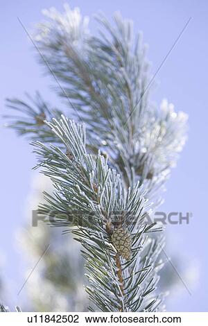 Stock Image - Branch, Close-Up, Day, Focus On Foreground, Fruit. Fotosearch
