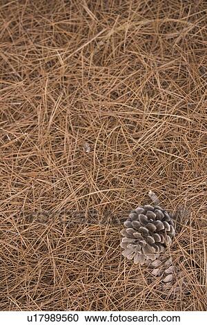 Stock Image - Brown, Close-Up, Cone, Dry, Haystack. Fotosearch