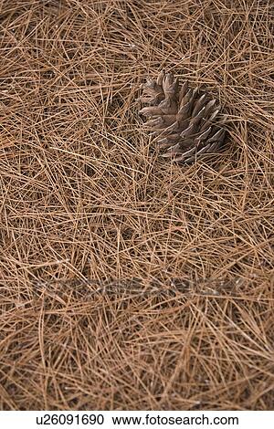 Brown, Close-Up, Cone, Dry, Haystack View Large Photo Image Stock Image - Brown, Close-Up, Cone, Dry, Haystack. Fotosearch