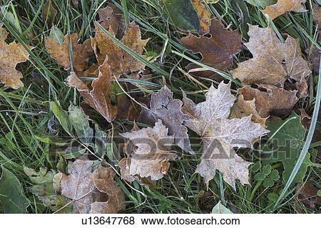 Stock Photo - Brown, Full Frame, Day, Changing Form, Autumn. Fotosearch