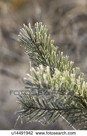Stock Image - Close-Up, Cobweb, Coniferous Tree, Day, Evergreen Tree. Fotosearch