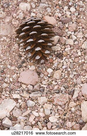 Stock Photograph - Close-Up, Dry, Gravel, Ground. Fotosearch